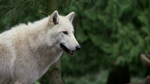 Gray Wolf