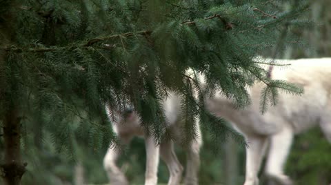 Gray Wolf