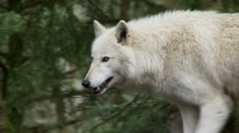 Gray Wolf