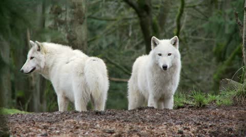 Gray Wolves