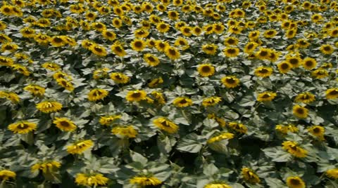 Sunflowers Field