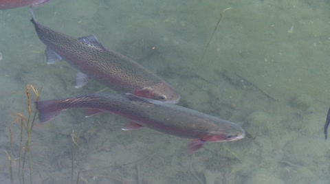 Trout