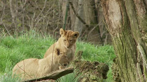 Lion Cubs