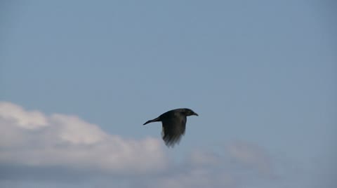 Crows In Flight, Bird, Birds, Fly, Flying