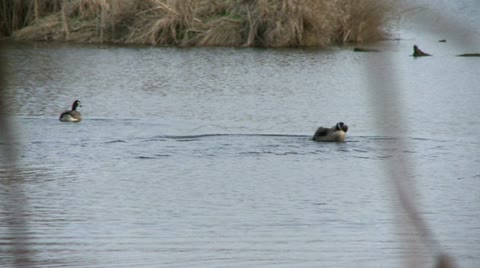 Geese In Altercation