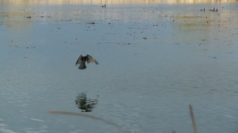 Crow Fishing, Bird, Birds, Fly, Flying