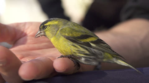 Little Bird Sitting On Man's Hand