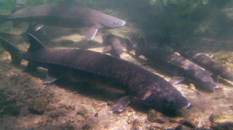 Sturgeon