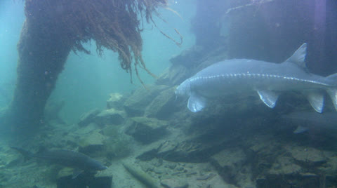 Sturgeon