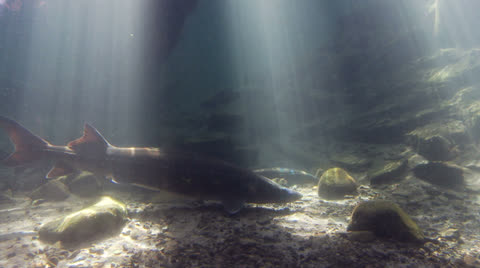 Sturgeon