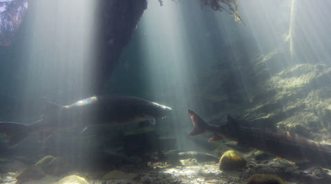 Sturgeon