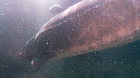 Sturgeon