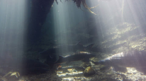 Sturgeon