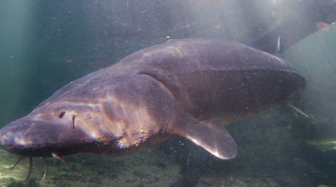 Sturgeon
