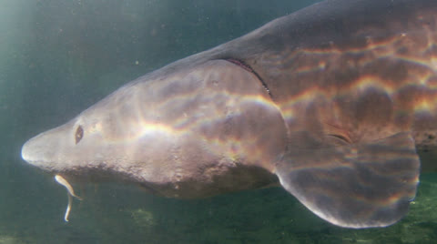 Sturgeon