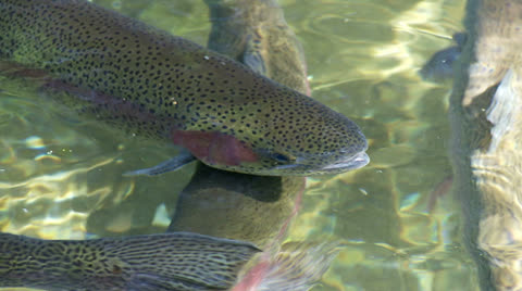 Rainbow Trout