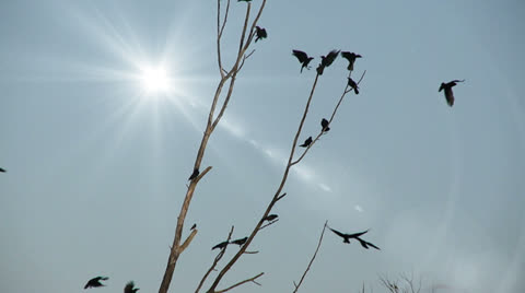 Crows With Lens Flare