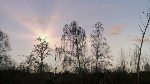 Crows With Lens Flare, Bird, Birds, Fly, Flying