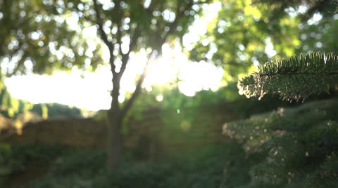 Green Nature