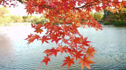 Japanese Maple Trees Over Pond In Autumn In Japan
