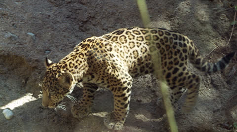 Jaguar Cubs