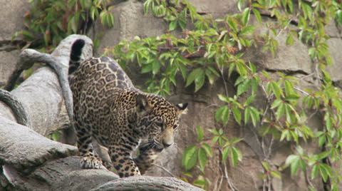 Jaguar Cubs
