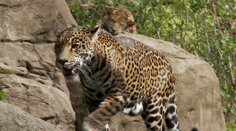 Jaguar