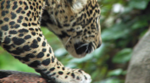 Jaguar Cubs