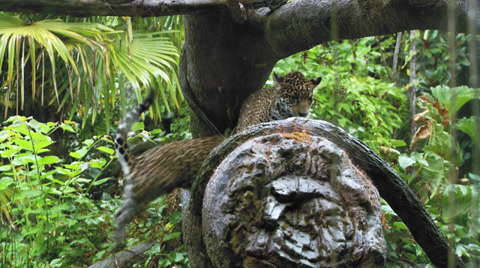 Jaguar Cubs