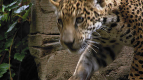 Jaguar Cubs