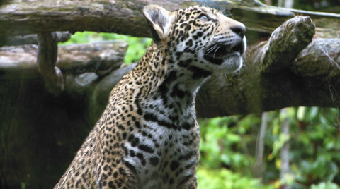Jaguar Cubs