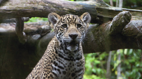 Jaguar Cubs