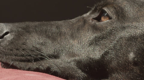 Close Up Of Handsome Black Hound Dog Alerted By Noise