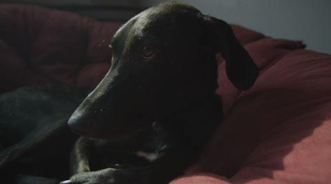 Handsome Black Dog Relaxing