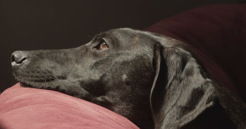 Handsome Black Dog Relaxing