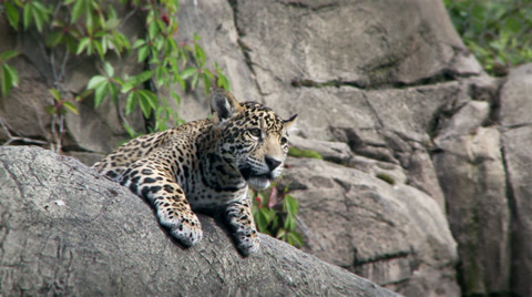 Jaguar Cub