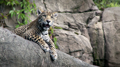 Jaguar Cub