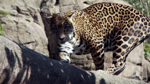 Female Jaguar Walking