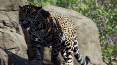 Female Jaguar Walking