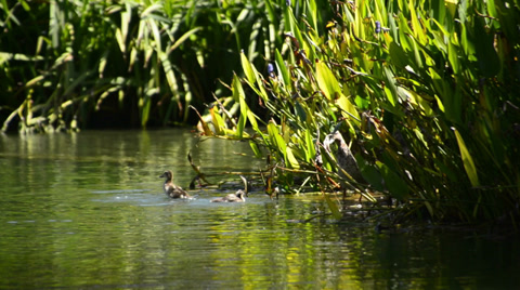 Duck Family Swimming In Pond