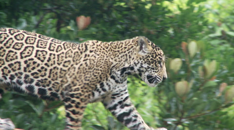 Jaguar Cubs