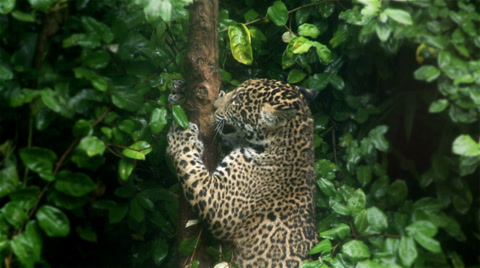 Jaguar Cub