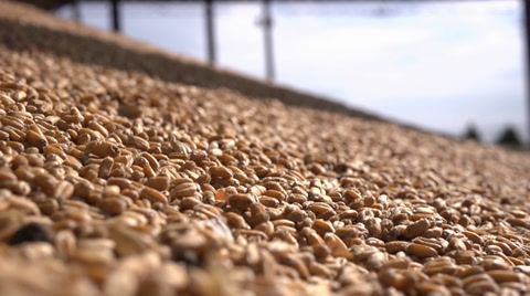 Wheat Grains