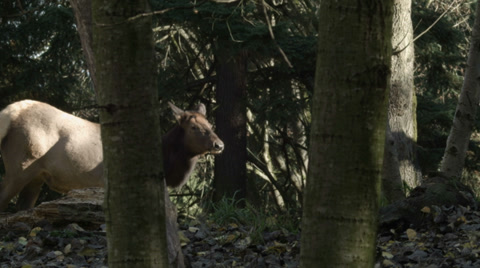 Wolf And Elk