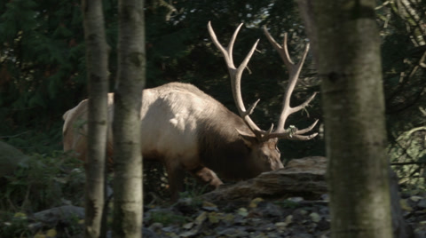 Wolf And Elk