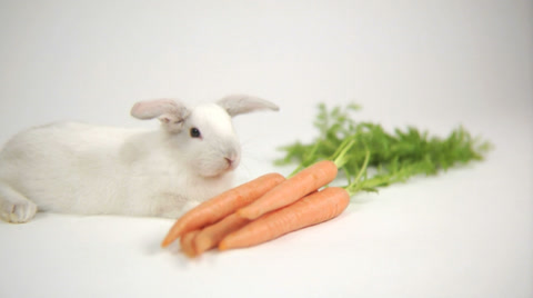 Rabbit With Carrots