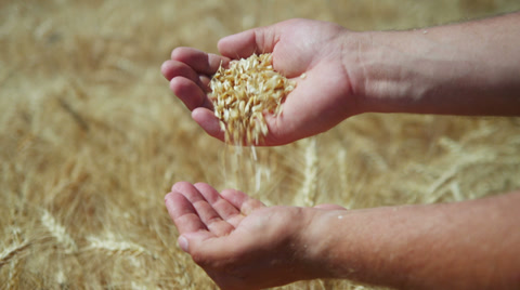 Farmer With Pouring Wheat Into Hands
