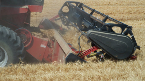 Combine Harvesting Wheat On Farm