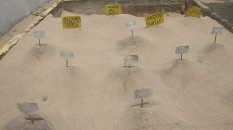 Egg Hatching Area, Turtle Sanctuary