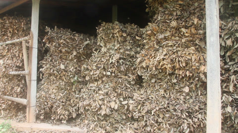 Dried Cinnamon Leaves